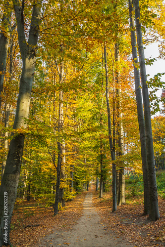 autumn in the forest