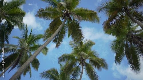 Wallpaper Mural Background Plate of Looking up at palm trees with light clouds moving Torontodigital.ca