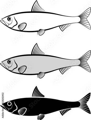 sardine - vector illustration