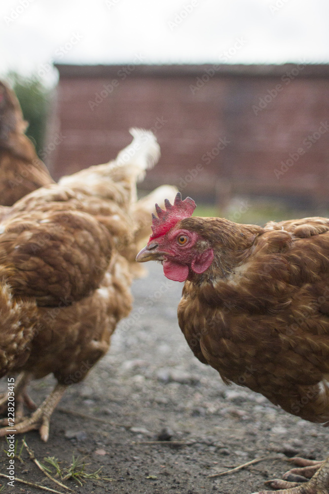 Chicken Farm 