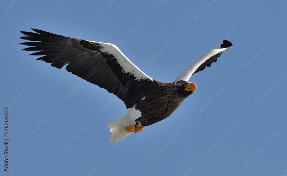 Steller's sea eagle in flight. Adult Steller's sea eagle . Scientific name: Haliaeetus pelagicus. Blue sky background. Steller's sea eagle in flight. Adult Steller's sea eagle . Scientific name: Haliaeetus pelagicus. Blue sky background.
