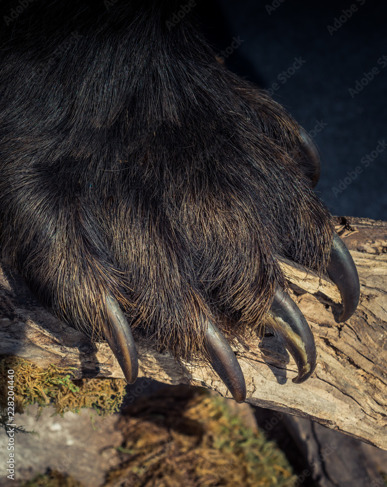Black Bear Claws