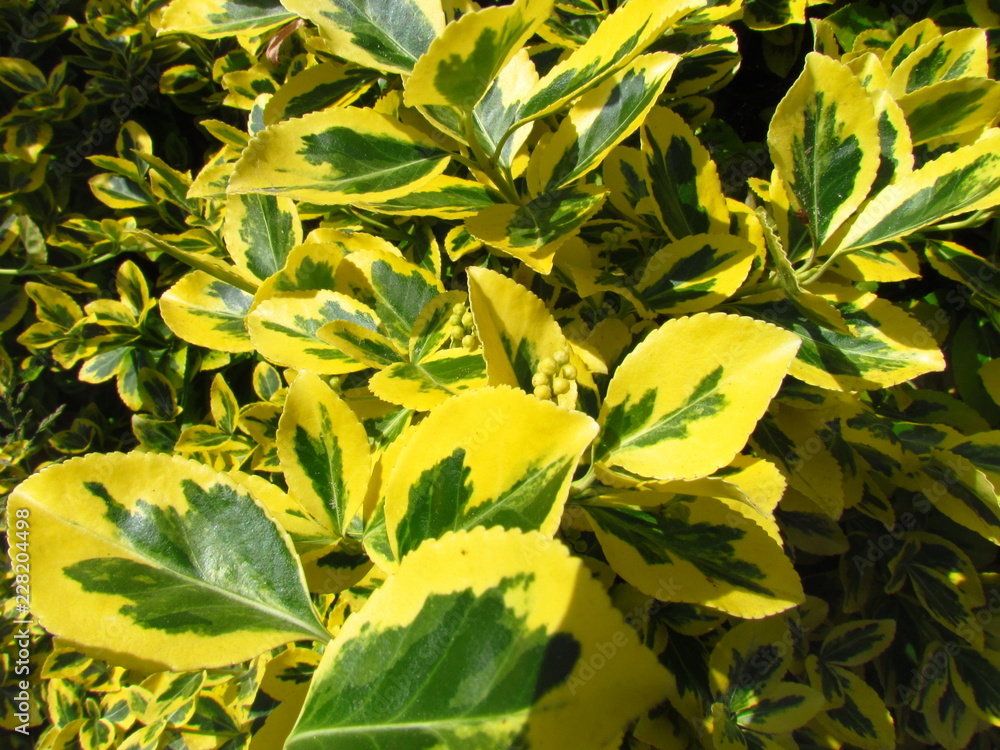 Euonymus, close-up of a branch with green-yellow leaves, popular ornamental garden plant with yellow and green colored leaves, photo texture Euonymus, close-up of a branch with green-yellow leaves, popular ornamental garden plant with yellow and green colored leaves, photo texture