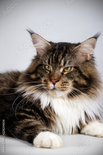 Maine Coon cat on colored backgrounds © Aleksand Volchanskiy