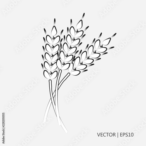 Vector illustration: Grain harvest. Wheat grain. Cereal for bread. Drawings for children, coloring pages