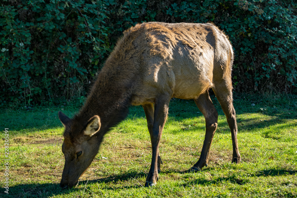 Roosevelt Elk grazing in northern California meadow Roosevelt Elk grazing in northern California meadow