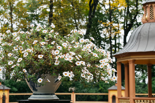 White flower in the garden