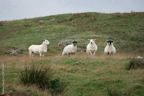 Fototapeta Naklejka Na Ścianę i Meble -  Flock of Sheep, Northern Ireland
