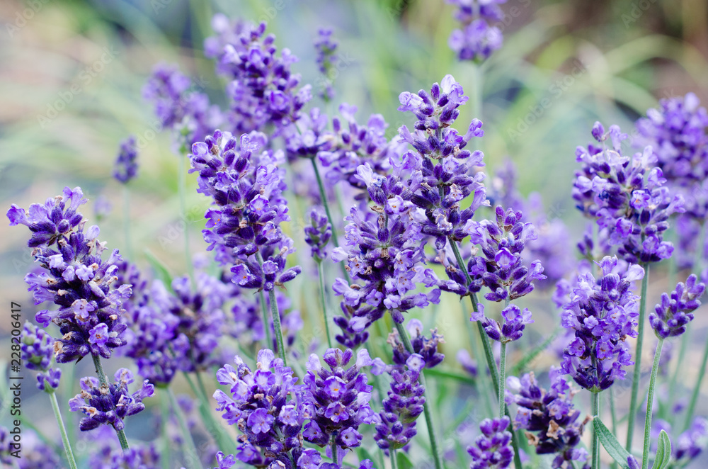 Naklejka premium Lavender field