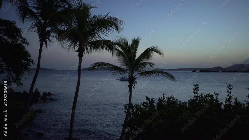 Silhouetted tropical trees with view of the Caribbean for green screen Silhouetted tropical trees with view of the Caribbean for green screen