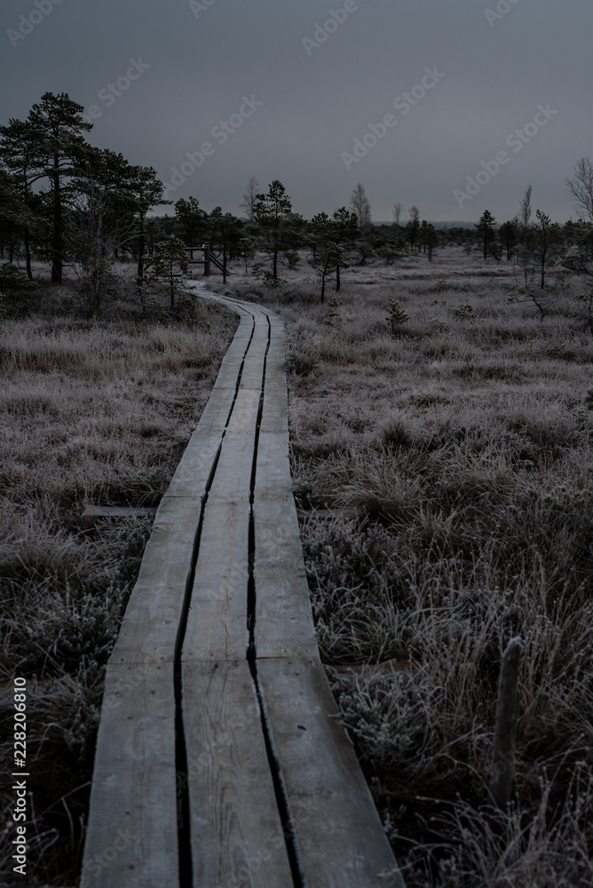 Fototapeta premium Wooden path, road in perspective on early winter morning with frozen trees and grass. Kemeri national park sunrise, Latvia.