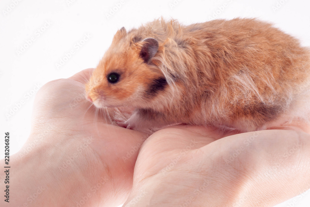 Syrian hamster in the hands of a man on a white background