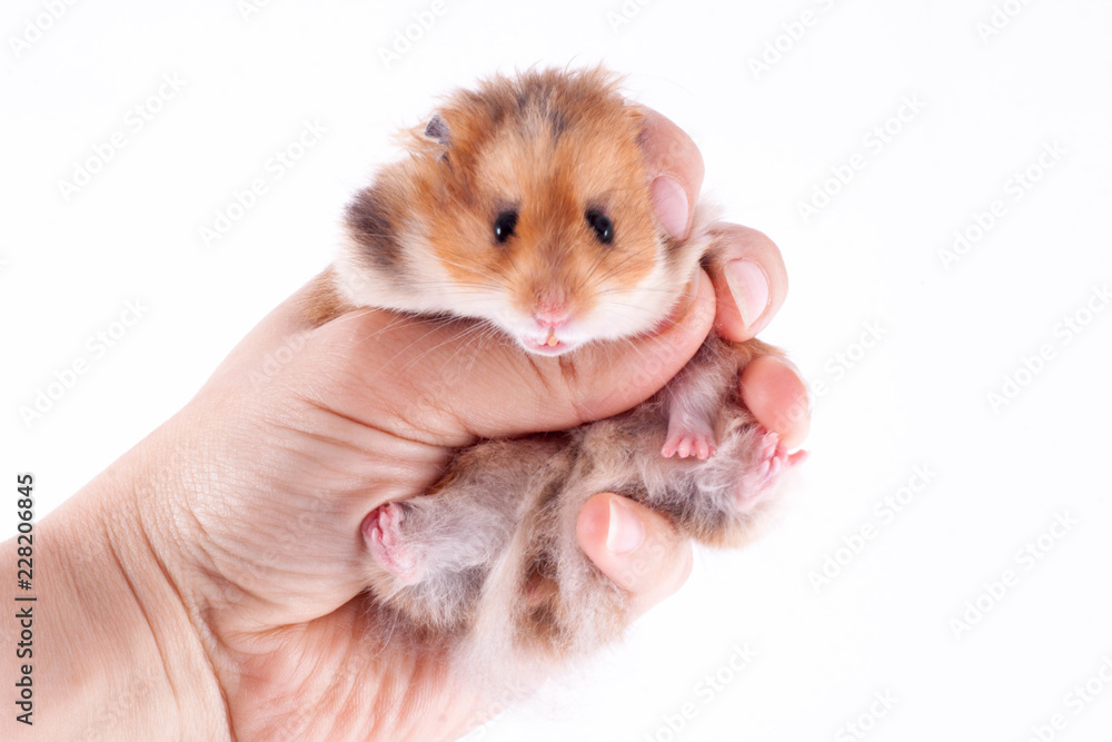 Syrian hamster in the hands of a man on a white background Syrian hamster in the hands of a man on a white background