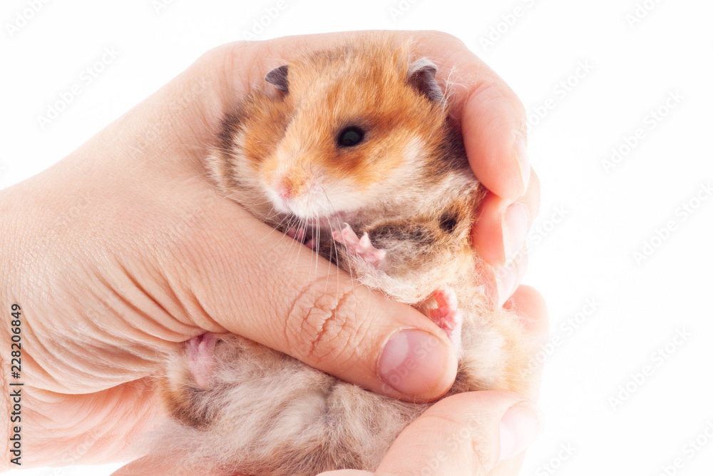 Syrian hamster in the hands of a man on a white background Syrian hamster in the hands of a man on a white background