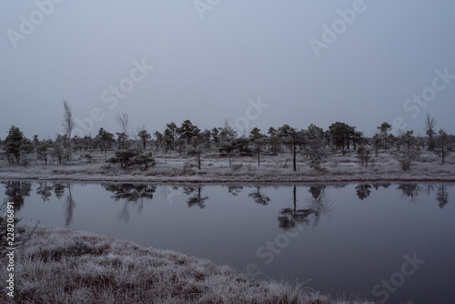 Swamp with small pine trees covered in early morning frost reflecting in small pond. Kemeri national park at sunrise, Latvia.