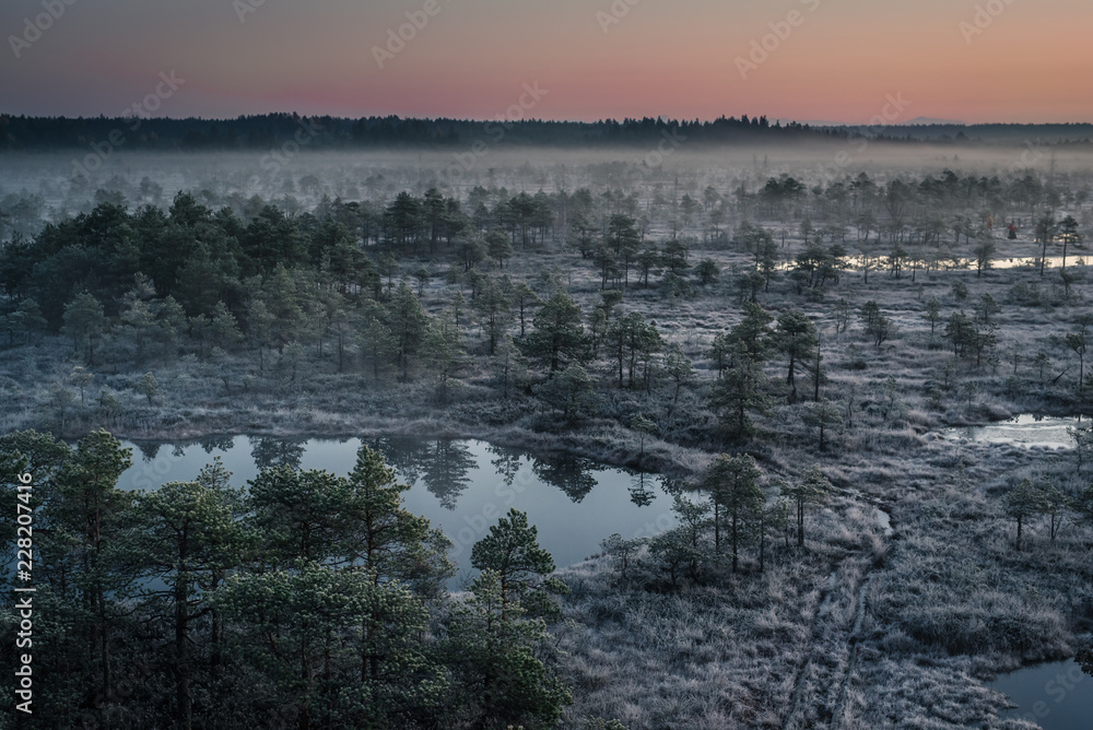 Swamp with small pine trees covered in early winter morning frost reflecting in pond. Kemeri national park at dawn with rising fog, Latvia.