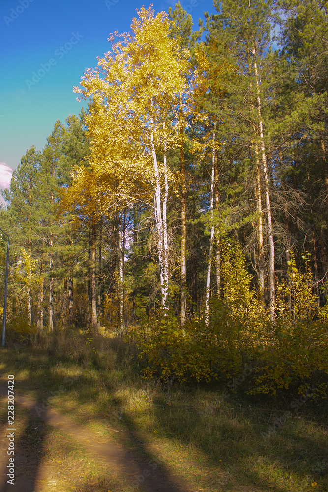 Fototapeta premium Autumn forest: birch among pines