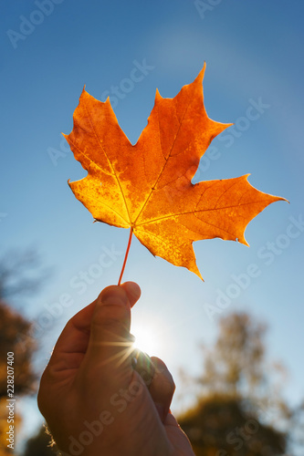 Bright orange maple leaf in hands with a clear blue sky on background.
