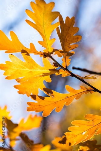 Fall oak leaves