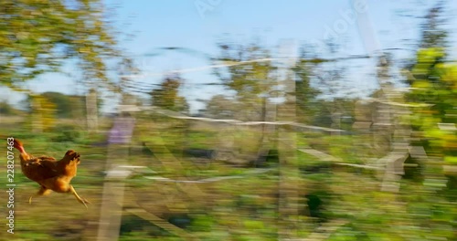 Chasing chicken outdoor. Running follow