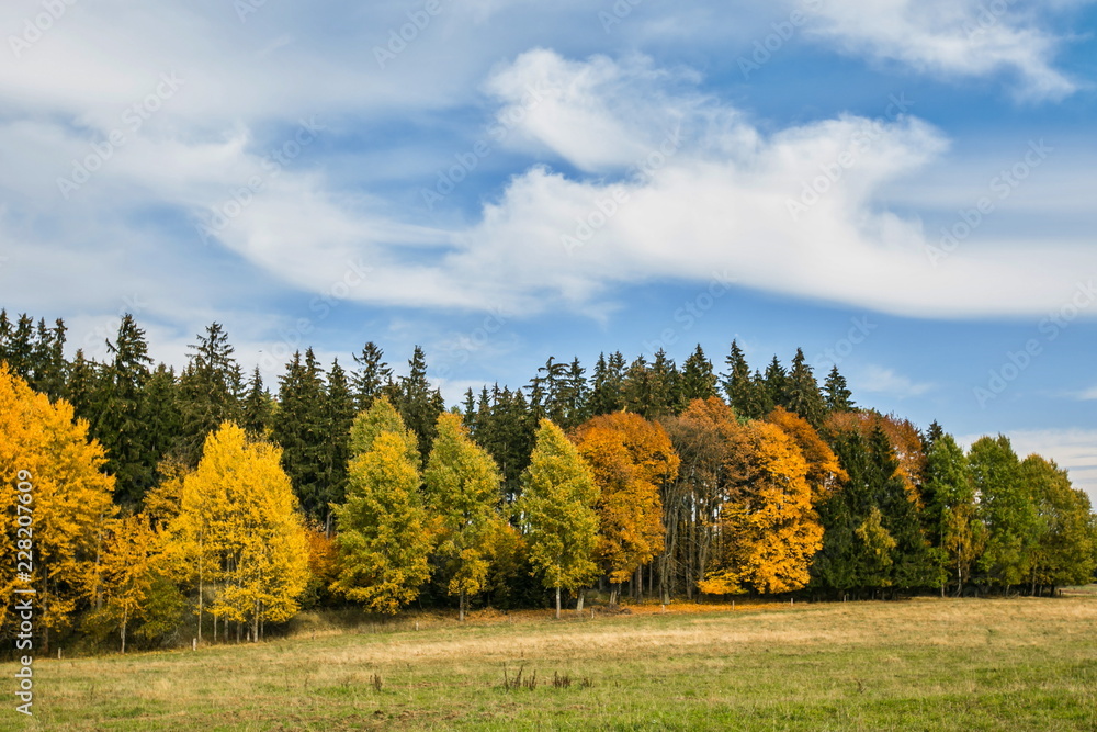 Scenic autumn landscape on a bright sunny day, blue sky, white cirrostratus clouds, colorful yellow, red, orange and green trees on horizon, dry yellow and fresh grass on meadow