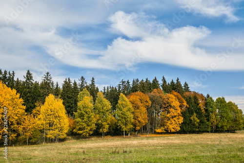 Scenic autumn landscape on a bright sunny day, blue sky, white cirrostratus clouds, colorful yellow, red, orange and green trees on horizon, dry yellow and fresh grass on meadow © Lioneska