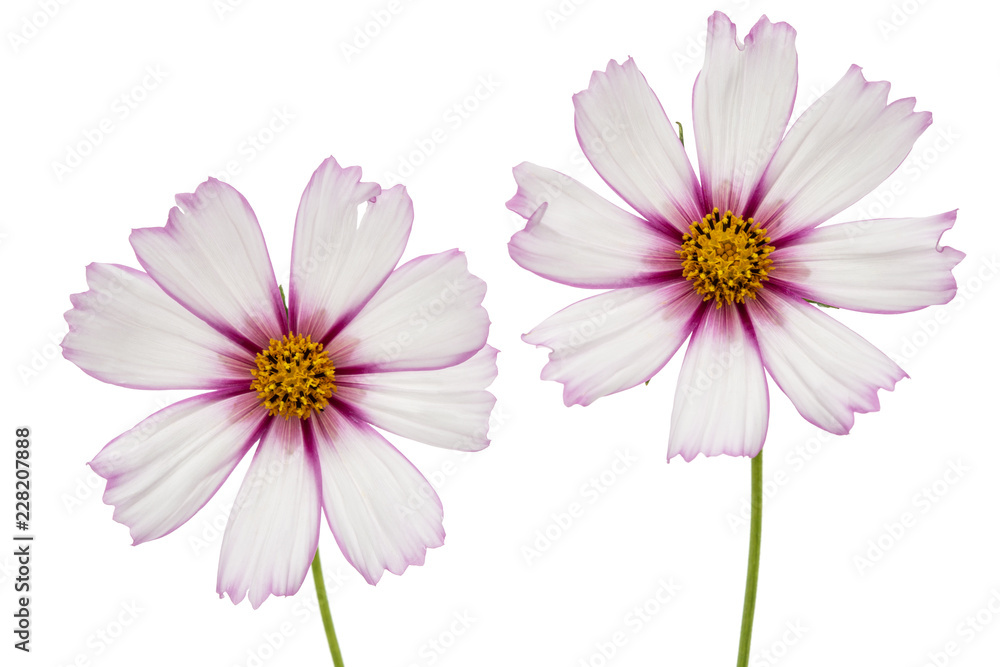 Two flowers of cosmos, kosmeya flowers, isolated on white background Two flowers of cosmos, kosmeya flowers, isolated on white background