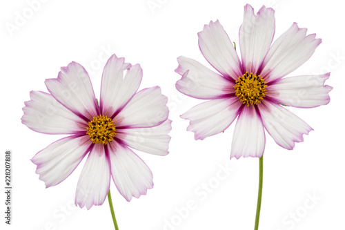 Two flowers of cosmos  kosmeya flowers  isolated on white background