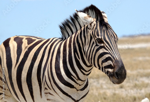 Zebra on dry plain, Etosha National Park, Namibia