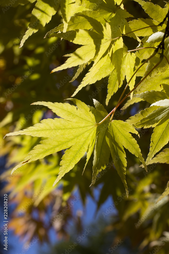 Yellow Maple Leaves 