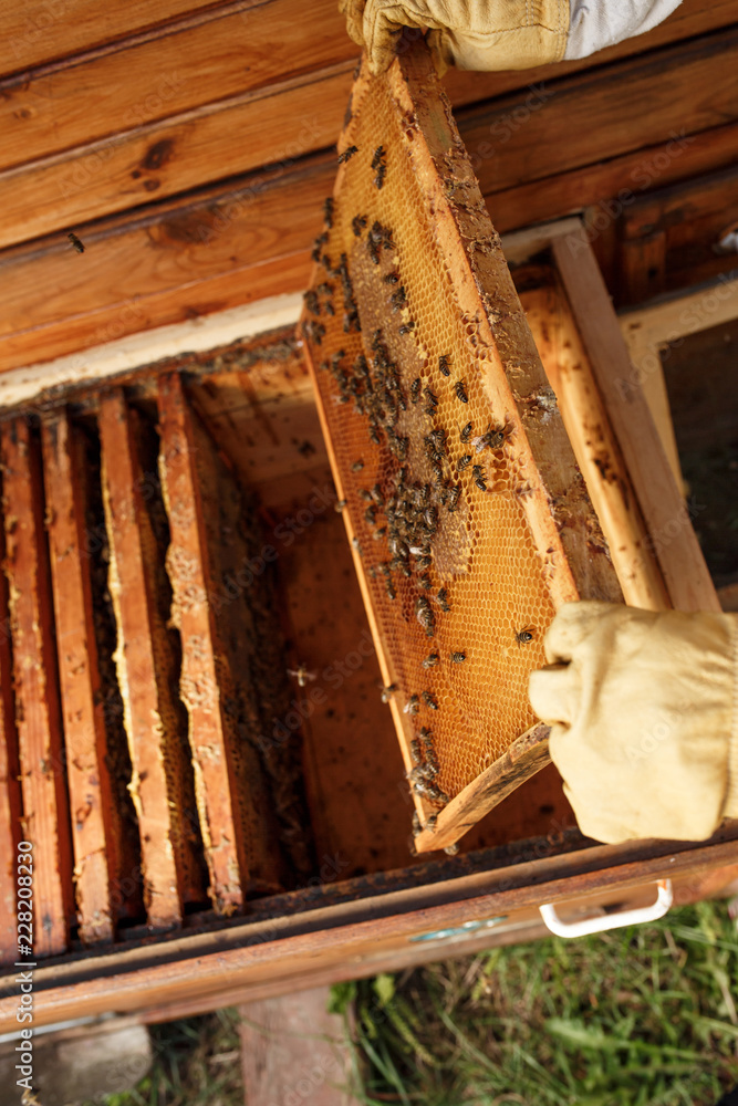 hands of beekeeper pulls out from the hive a wooden frame with honeycomb. Collect honey. Beekeeping concept hands of beekeeper pulls out from the hive a wooden frame with honeycomb. Collect honey. Beekeeping concept