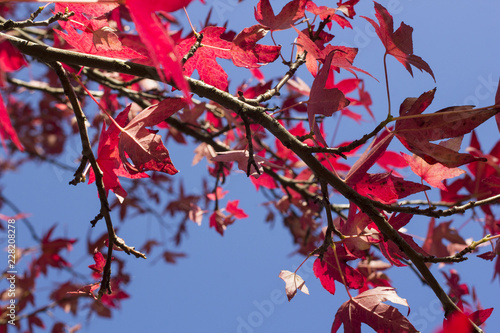 Branches of a Japanese Maple tree in autumnal colours 