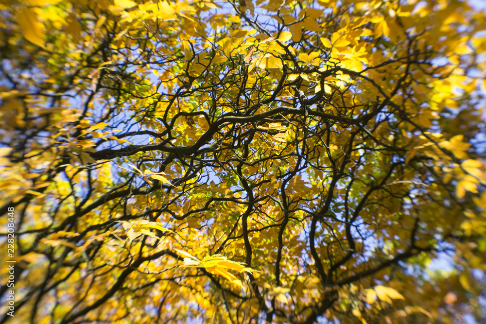 Canopy of a Chestnut Tree in Autumn  