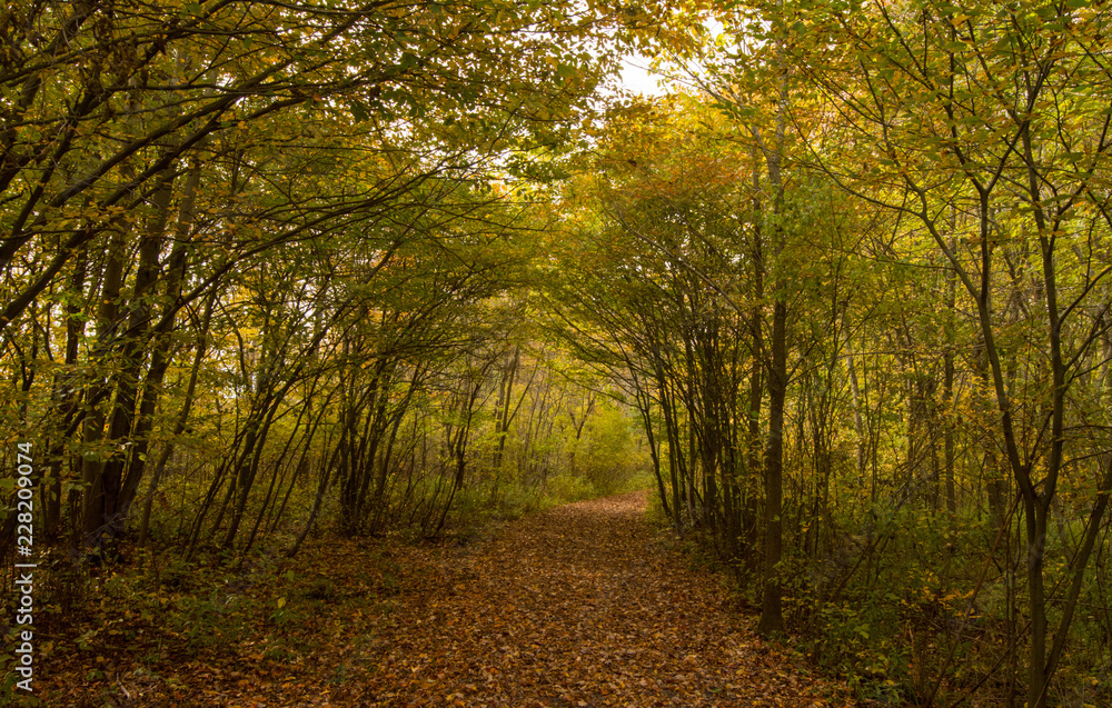 Obraz premium Beautiful Autumn Landscape