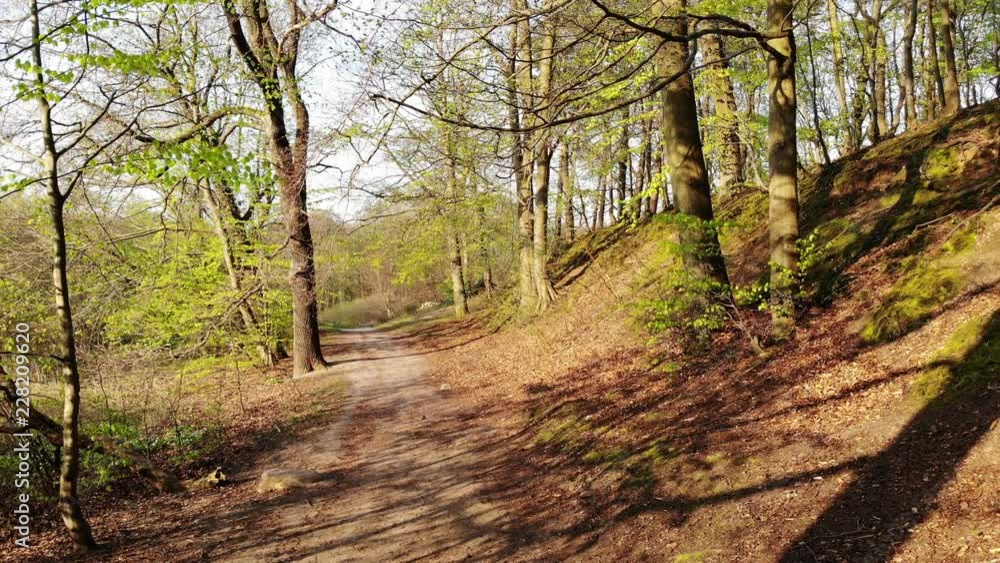 Road trail in forest park. Beautiful spring nature Road trail in forest park. Beautiful spring nature