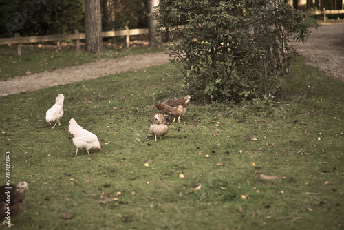 chicken searcing for food in publick park, during autumn season.