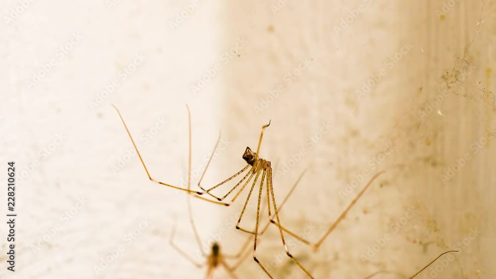 Long legged spider handing from web in dirty corner Long legged spider handing from web in dirty corner