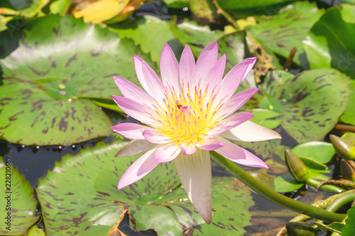 Pink water lily or lotus flower in natural water pool.