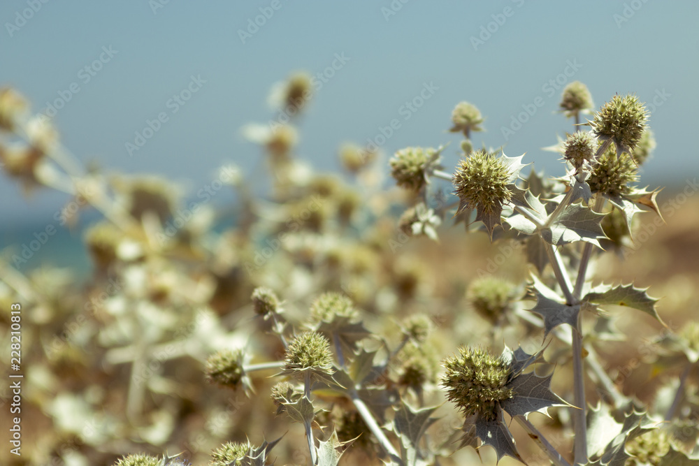 Fototapeta premium flor
