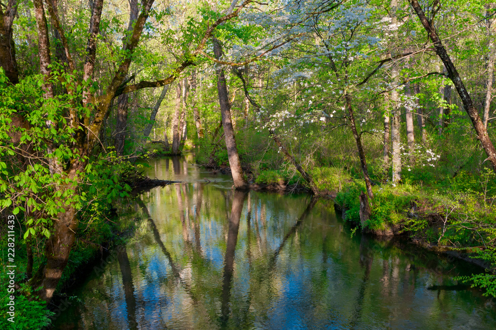 Spring Creek Spring Creek