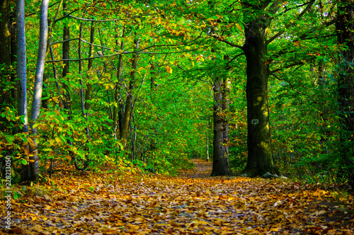 forest in autumn