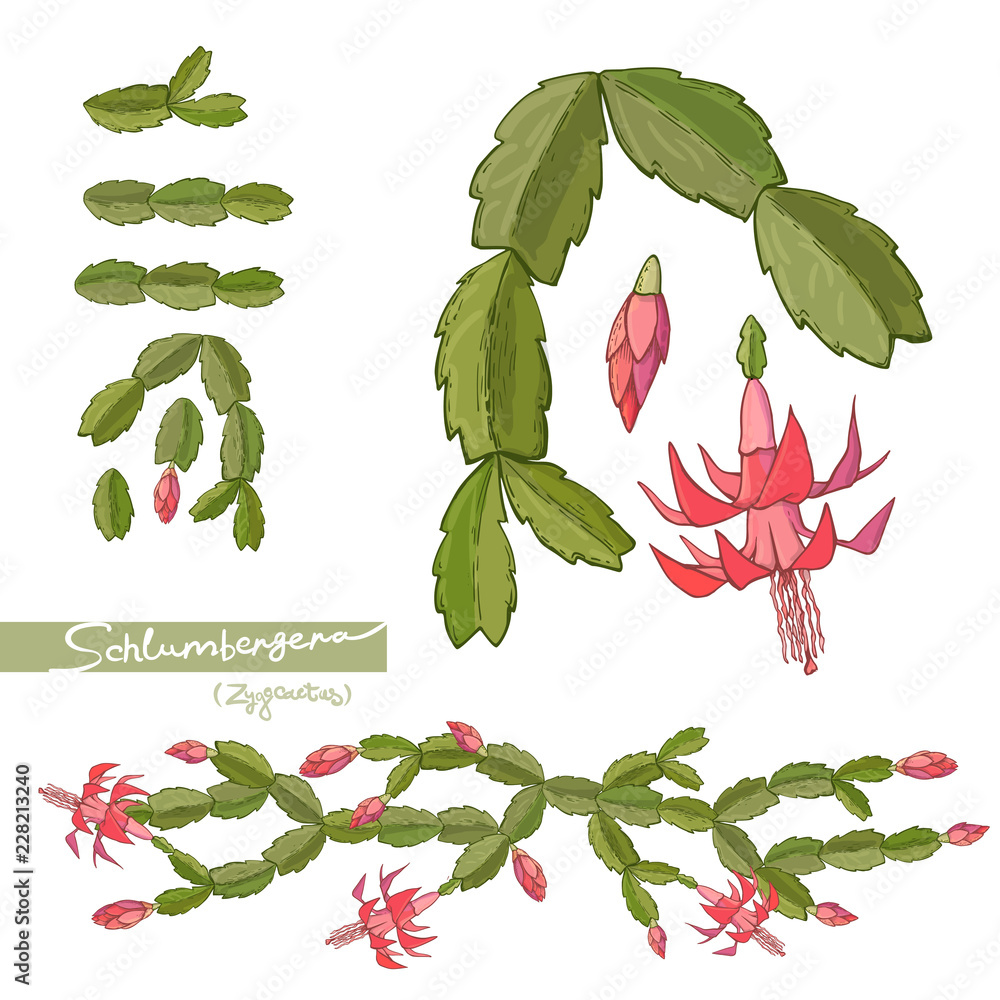 Hand drawn Elements of Christmas cactus and brushes. Vector