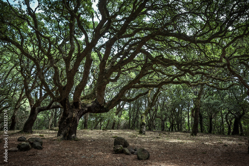 Old mysterious oaks in a park of Monte Arci, Oristano province, Sardinia, Italy. photo