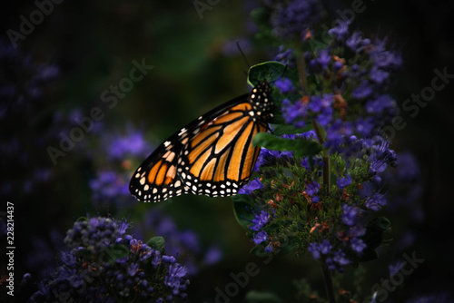 Monarch Butterfly's on lavender  © Benjamin