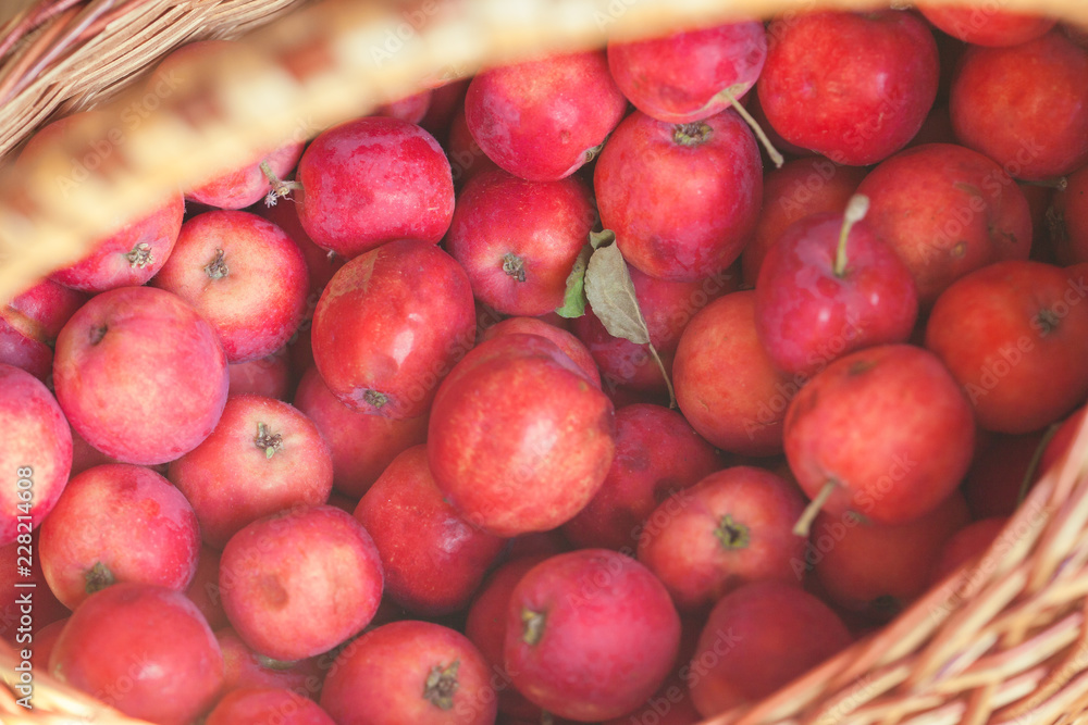 Red apples lay in a wicker basket. The fruits grown in garden. Juicy, fresh and ripe fruit. Harvesting with your own hands. Fresh apples full of vitamins. Red apples lay in a wicker basket. The fruits grown in garden. Juicy, fresh and ripe fruit. Harvesting with your own hands. Fresh apples full of vitamins.