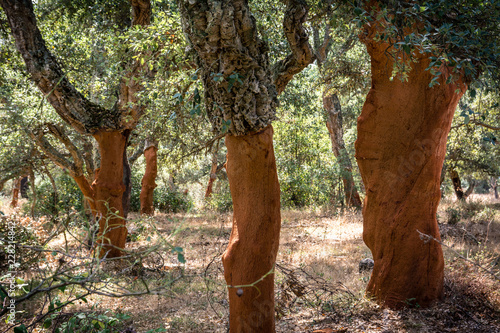 Cork trees (Quercus Suber) with moss in Sardinia, Italy.  The bark is recently harvested for making wine bottle corks. 