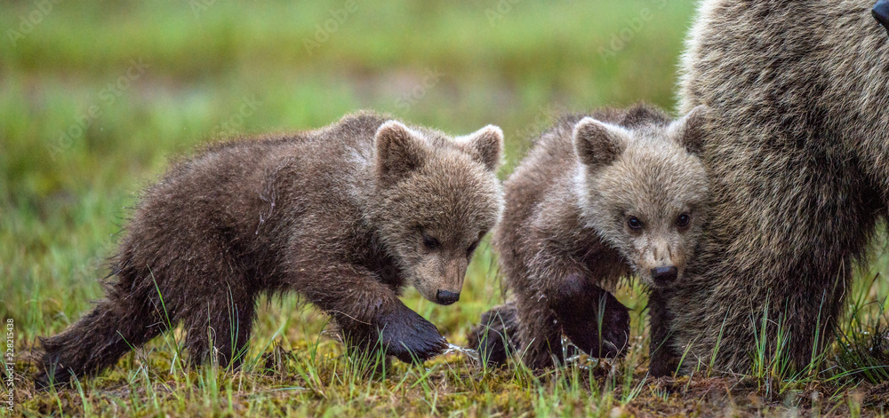 Fototapeta premium She-Bear and Cubs. Brown bear. Scientific name: Ursus Arctos Arctos. In the summer forest. Natural habitat.