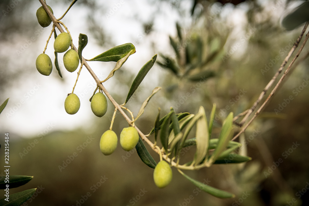 Close-up of olive tree branch. Shallow depth of field. Shot in Sardinia, Italy. Close-up of olive tree branch. Shallow depth of field. Shot in Sardinia, Italy.