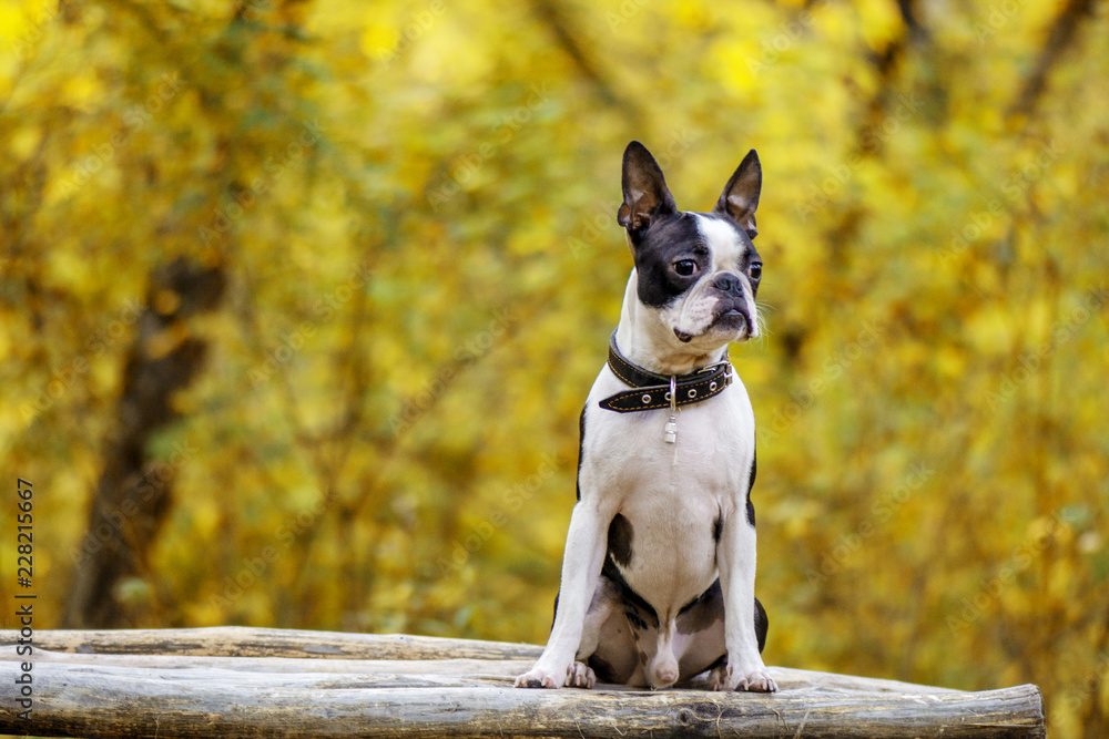 dog breed Boston Terrier sitting in the Park on the bench