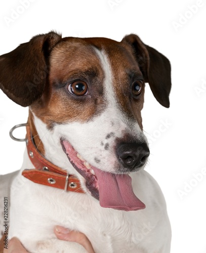 Jack Russell Terrier's Head Close-Up © BillionPhotos.com